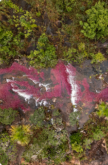 Caño Cristales